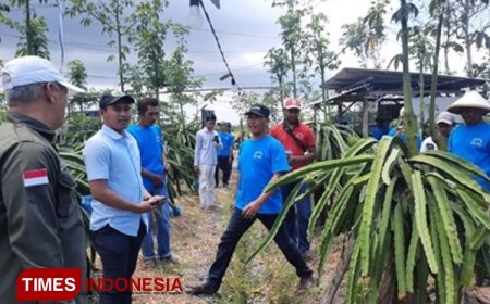 Polbangtan Malang-YDBA Tingkatkan Produktivitas Buah Naga di Banyuwangi melalui Pelatihan