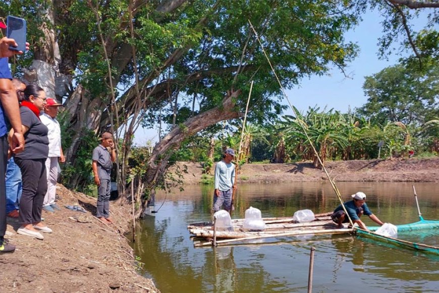 Dukung Ketahanan Pangan, Legislator PDIP Sebar Bibit Ikan di Telaga Sambikerep  