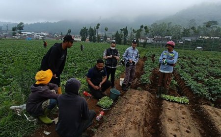 Sekolah Lapang PHT, Departemen HPT FPUB Dampingi Petani Atasi Penyakit Akar Gada