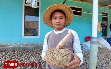 Lebih Rendah Gula dari Nasi Putih, Budidaya Porang di Banyuwangi Punya Peluang