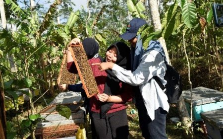Mahasiswa Magang Matching Fund Kedaireka UNIPMA Ikut Panen Madu di Kebun Kopi Temanggung