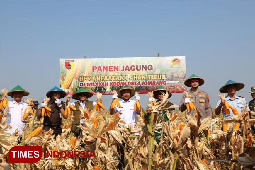 Kodim 0814 Jombang Gelar Panen Raya Jagung