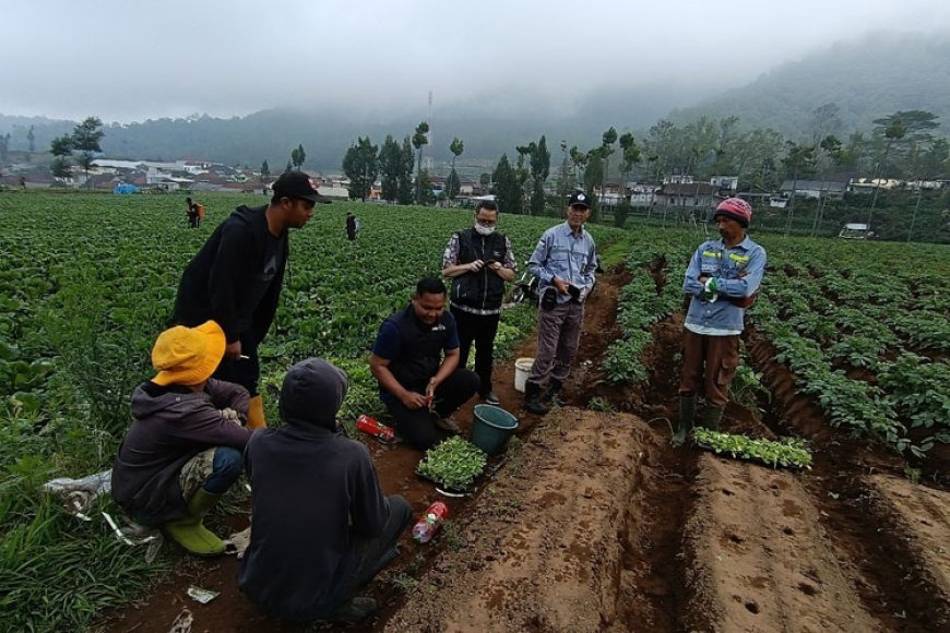 Sekolah Lapang PHT, Departemen HPT FPUB Dampingi Petani Atasi Penyakit Akar Gada