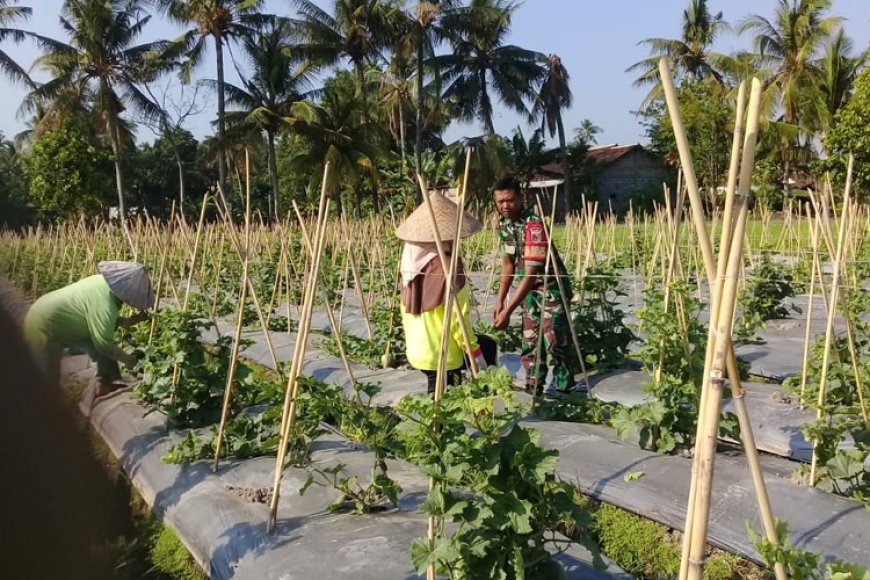 Peran Babinsa Kapongan Membantu Petani Mewujudkan Ketahanan Pangan