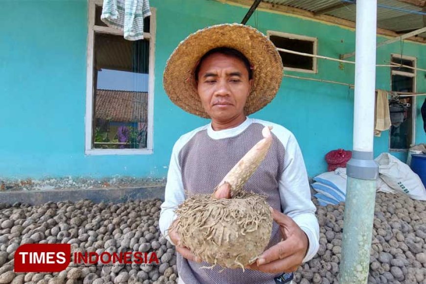 Lebih Rendah Gula dari Nasi Putih, Budidaya Porang di Banyuwangi Punya Peluang