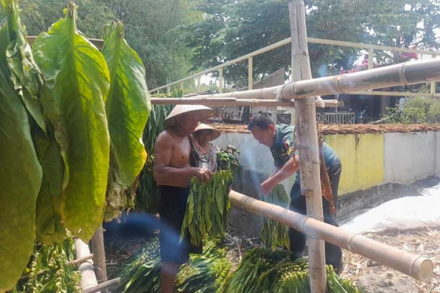 Babinsa Koramil Ploso Bantu Jemur Tembakau Petani Desa Pagertanjung