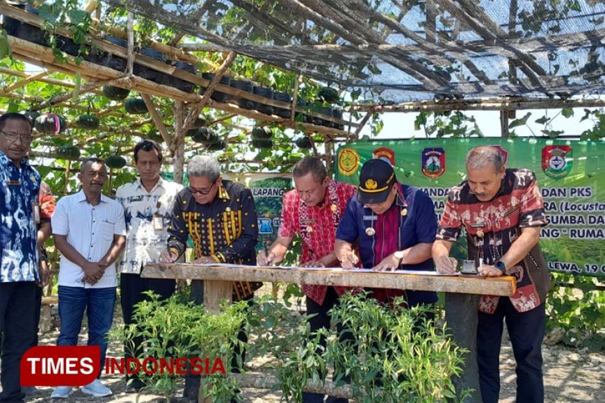 Empat Kabupaten se&#45;Sumba Teken MoU Gerdal Hama Belalang Kembara di Sumba Timur