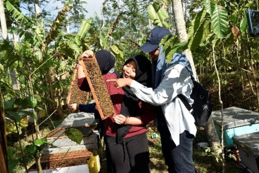 Mahasiswa Magang Matching Fund Kedaireka UNIPMA Ikut Panen Madu di Kebun Kopi Temanggung