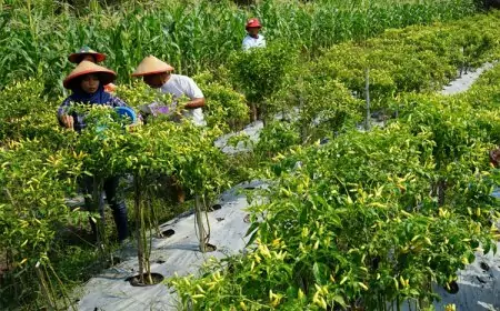 Harga Cabai Terbang Tinggi, Ibu-Ibu di Madiun Ini Tidak Terdampak