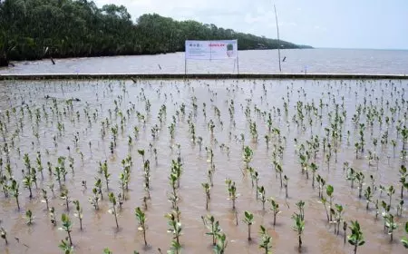 Penanaman 25.000 Pohon Bakau oleh PT Mowilex Indonesia untuk Mendukung Penghargaan Kalpataru 2022