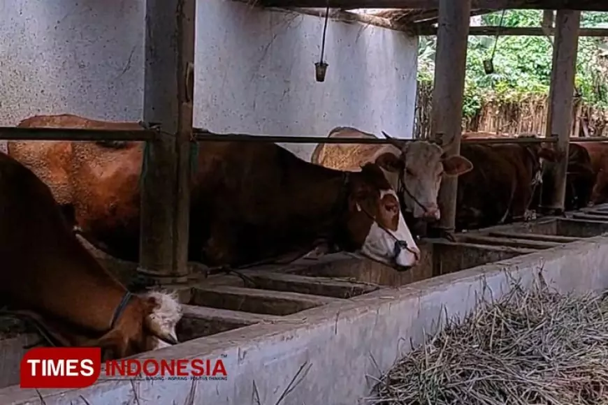 Jelang Nataru, Ketersediaan Daging di Banyuwangi Dipastikan Cukup