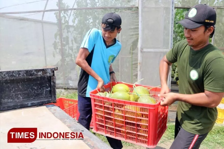 Polbangtan Malang Kembangkan Budidaya Melon Premium