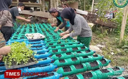 Alumni Polbangtan Malang Bantu Petani Sumba Barat Giatkan Budidaya Cabai dan Sawi