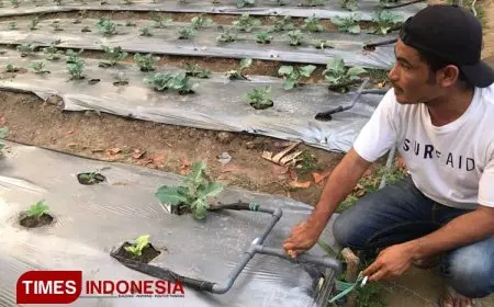 Alumni Polbangtan Malang Perkuat Ketahanan Pangan di Sumba Barat