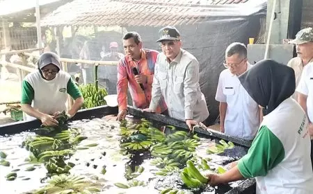 Wakil Menteri Pertanian Luncurkan Koperasi Pisang di Blitar