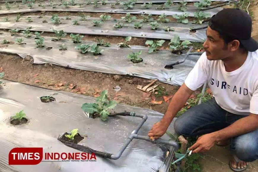 Alumni Polbangtan Malang Perkuat Ketahanan Pangan di Sumba Barat