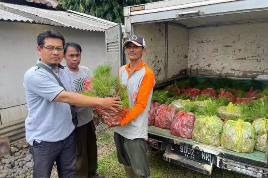 Greenfield Berikan Bantuan Bibit Pinus untuk Masyarakat Lereng Gunung Kawi