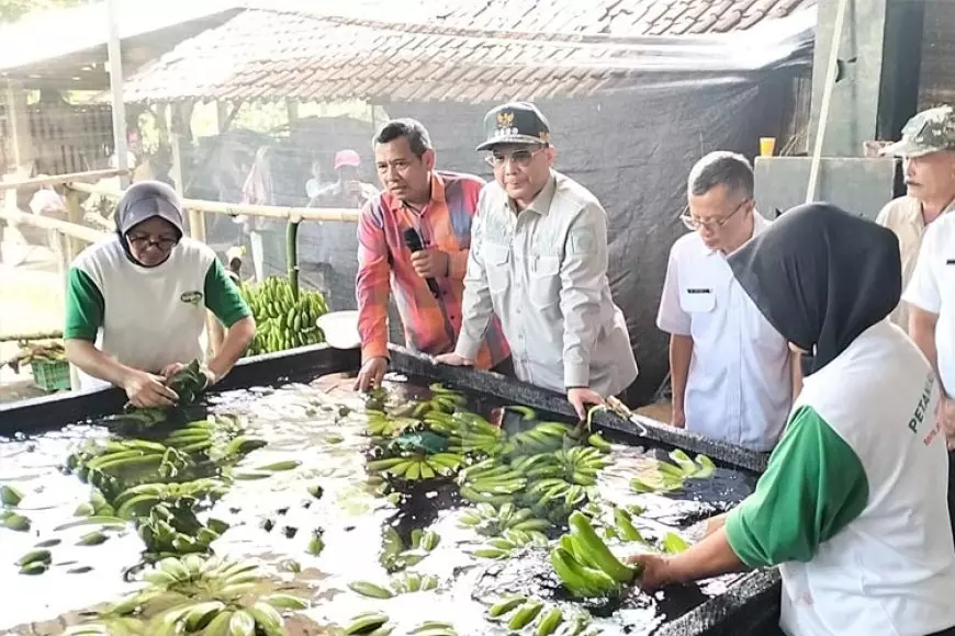 Wakil Menteri Pertanian Luncurkan Koperasi Pisang di Blitar