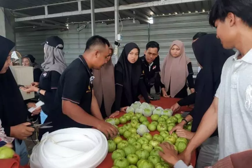 Tak Hanya Kuasai Teknologi, Petani Milenial Perlu Bekal Kelola Pemasaran