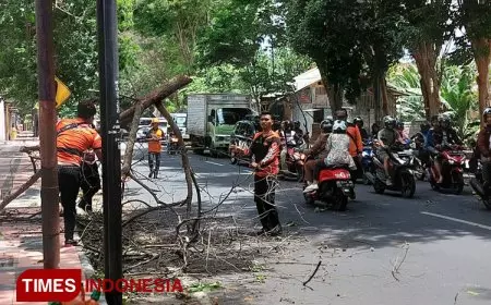 Angin Kencang Berpotensi Tumbangkan Pohon Ancam Banyuwangi