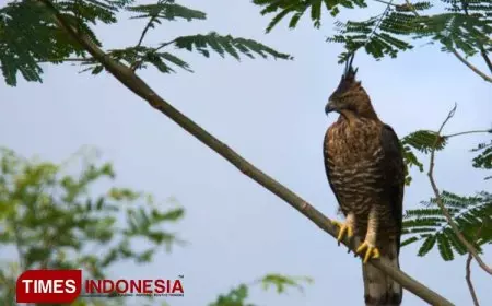 Melihat Elang dan Kukang Jawa di Hutan Reklamasi Tambang Emas PT Bumi Suksesindo