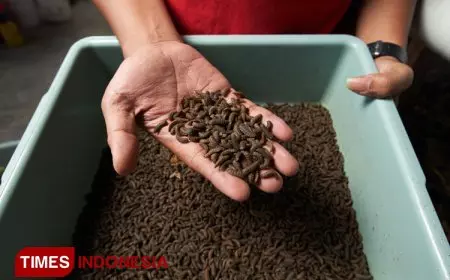 Tangkal Pencemaran Lingkungan di Banyuwangi dengan Pasukan Lalat Tentara Hitam