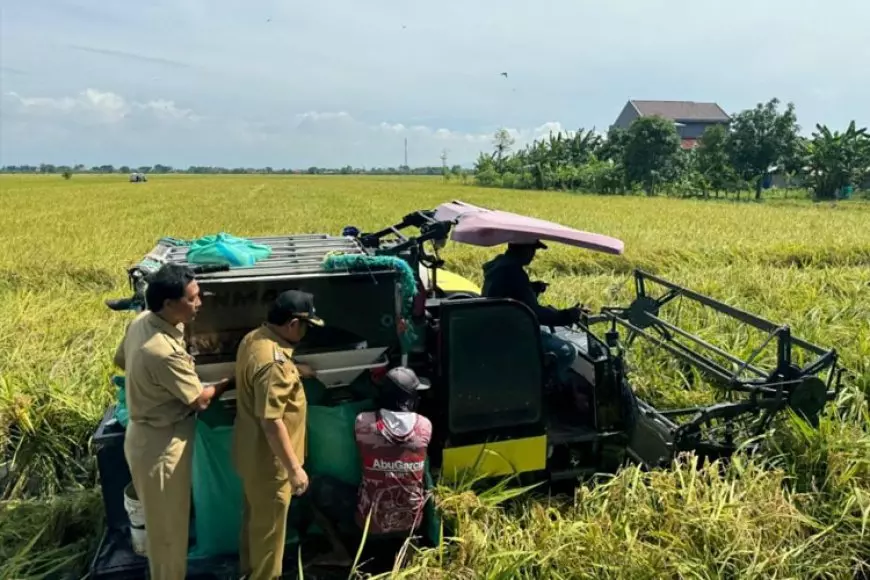 Panen Raya Ribuan Hektare, Pj Bupati Kudus: Kuatkan Ketahanan Pangan Nasional