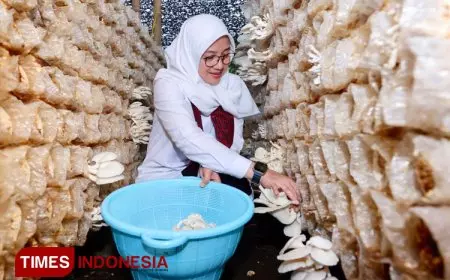 Kampung Jamur di Banyuwangi Sukses Bangun Ekonomi Mandiri