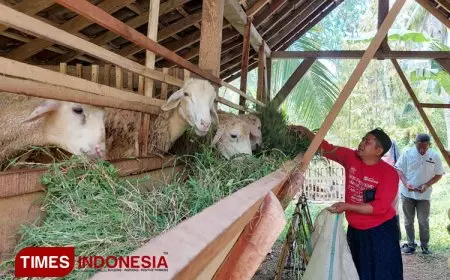 Menilik Usaha Ternak Domba Kyai Langgar Banyuwangi