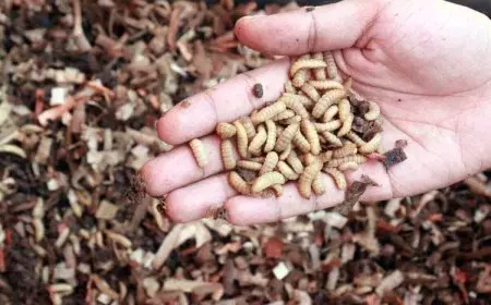 Ubah Sampah Jadi Berkah, PT Bumi Suksesindo Bantu Warga Makin Sejahtera