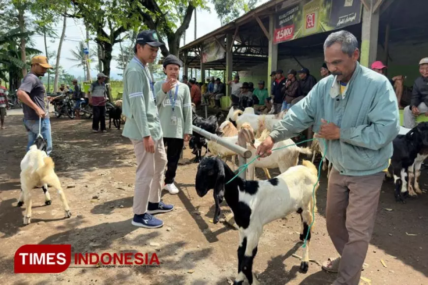 KSM&#45;T Unisma Malang Mengulik Pasar Sapi di Desa Pajaran