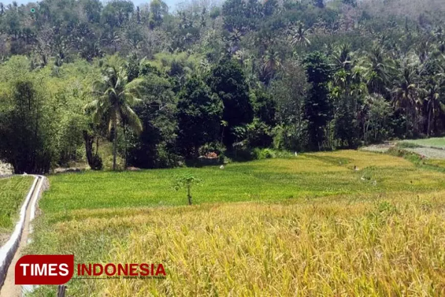 Pemerintah Daerah Aceh dan Petani Sambut Gembira Alokasi Pupuk Subsidi