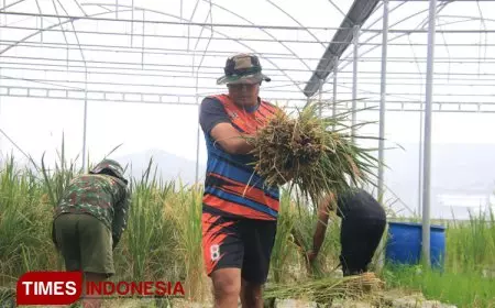 Optimalisasi Limbah Galon Plastik untuk Tanam Padi, Satgas Pandu Lamongan Panen Perdana