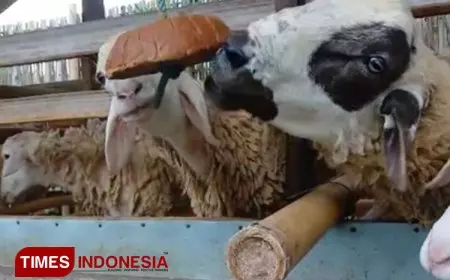 Kandidat Magister Peternakan Unisma Malang Dampingi Peternak Membuat Mineral Blok Herbal