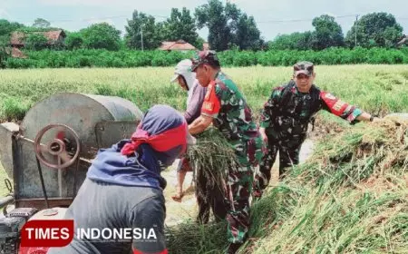 Sukseskan Swasembada Pangan di Majalengka, Koramil 1712 Jatiwangi Bantu Petani