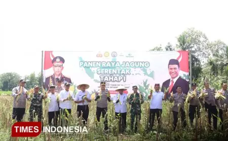 Hasil Tanam Jagung Serentak di Banyuwangi Panen Perdana