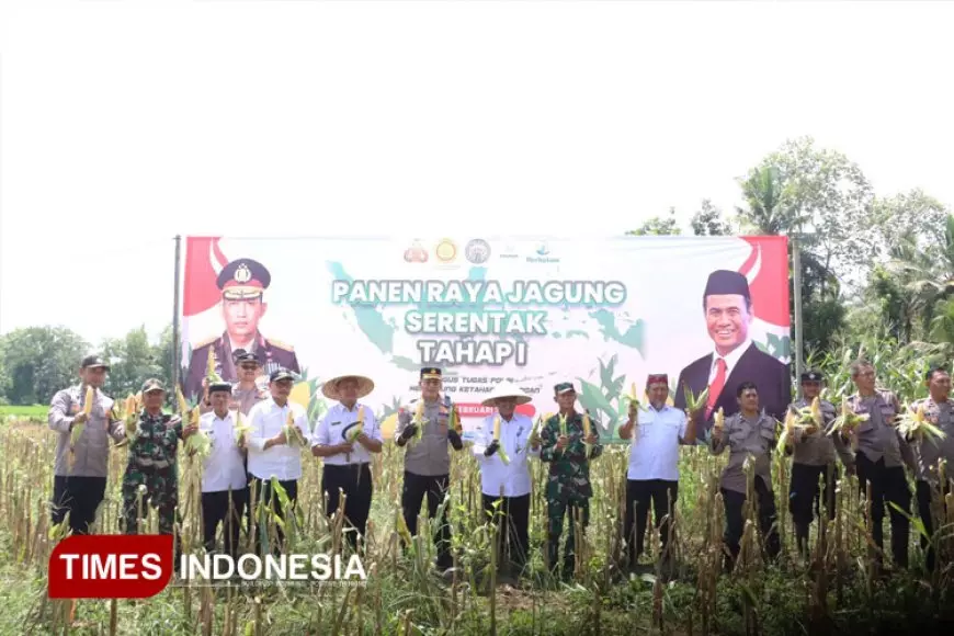 Hasil Tanam Jagung Serentak di Banyuwangi Panen Perdana