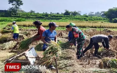 Bulog Serap Gabah, Babinsa Dampingi Petani Pastikan Harga Stabil