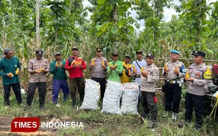 Polsek Tegaldlimo Banyuwangi Panen Raya Jagung Serentak Tahap I