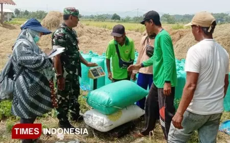 Serapan Gabah di Nganjuk Meningkat, Panen Masih Berlangsung