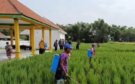 Pemkab Probolinggo Canangkan Gerakan Pengendalian Wereng Batang Coklat