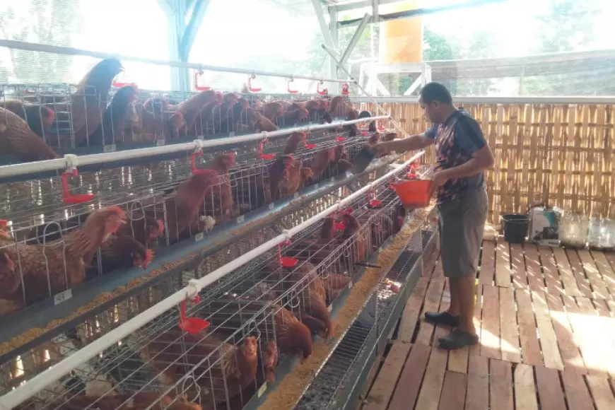 Satgas Pandu Kodim 0812 Lamongan Kembangkan Budidaya Ayam Petelur untuk Ketahanan Pangan