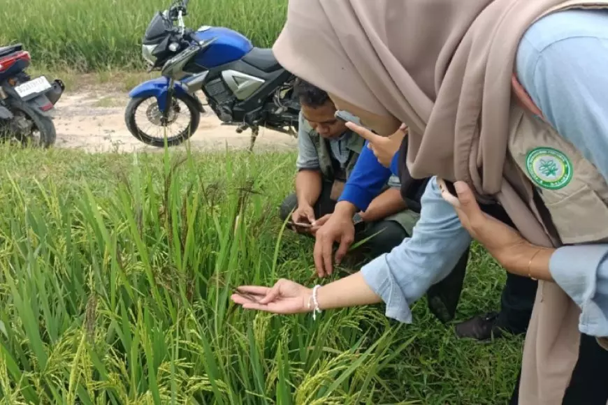 Brigade Pangan di OKI Terus Dikawal, Mahasiswa Polbangtan Malang Turun ke Lapangan