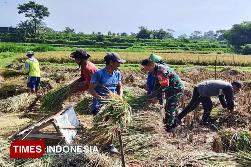 Bulog Serap Gabah, Babinsa Dampingi Petani Pastikan Harga Stabil