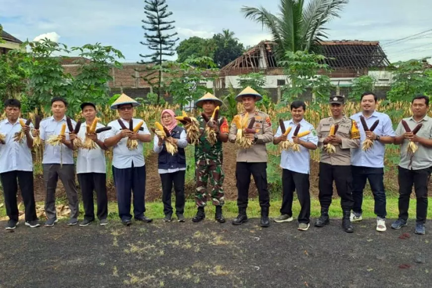 Polsek Purwareja Klampok Banjarnegara Panen Raya Jagung Hibrida dan Ungu