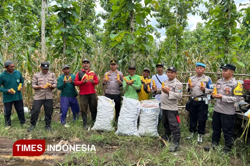 Polsek Tegaldlimo Banyuwangi Panen Raya Jagung Serentak Tahap I