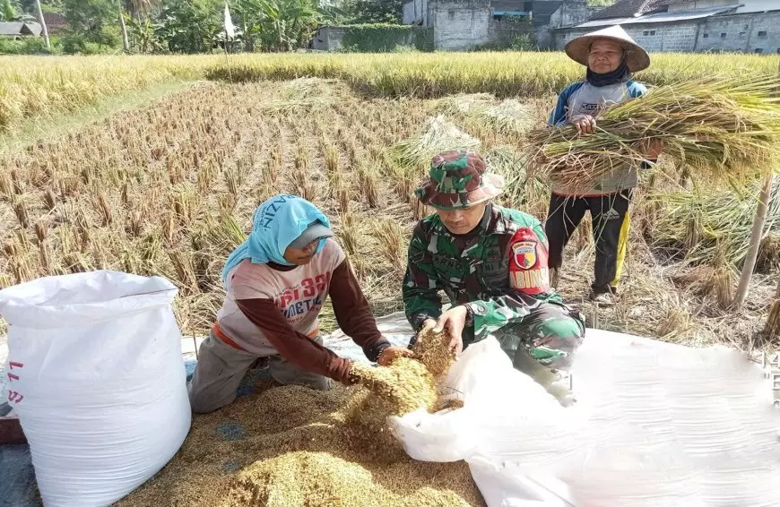 Babinsa Dampingi Petani Panggungrejo Blitar, Pastikan Panen Lancar dan Harga Gabah Stabil