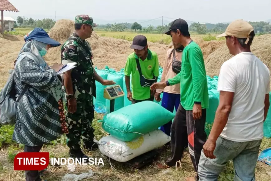 Serapan Gabah di Nganjuk Meningkat, Panen Masih Berlangsung