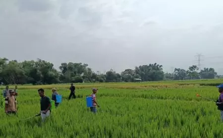 Diperta Kabupaten Probolinggo Gencarkan Pengendalian Wereng Coklat