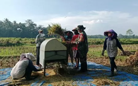 Babinsa di Blitar Semangat Serap Gabah Bersama Petani Kebonduren